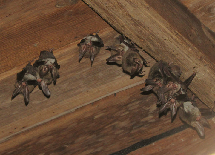 Rafinesques Big-eared Bats